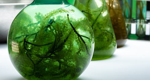 Supply of Model Organisms