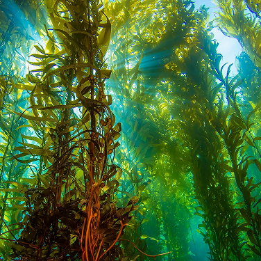 Toxicity bioassays in aquatic organisms