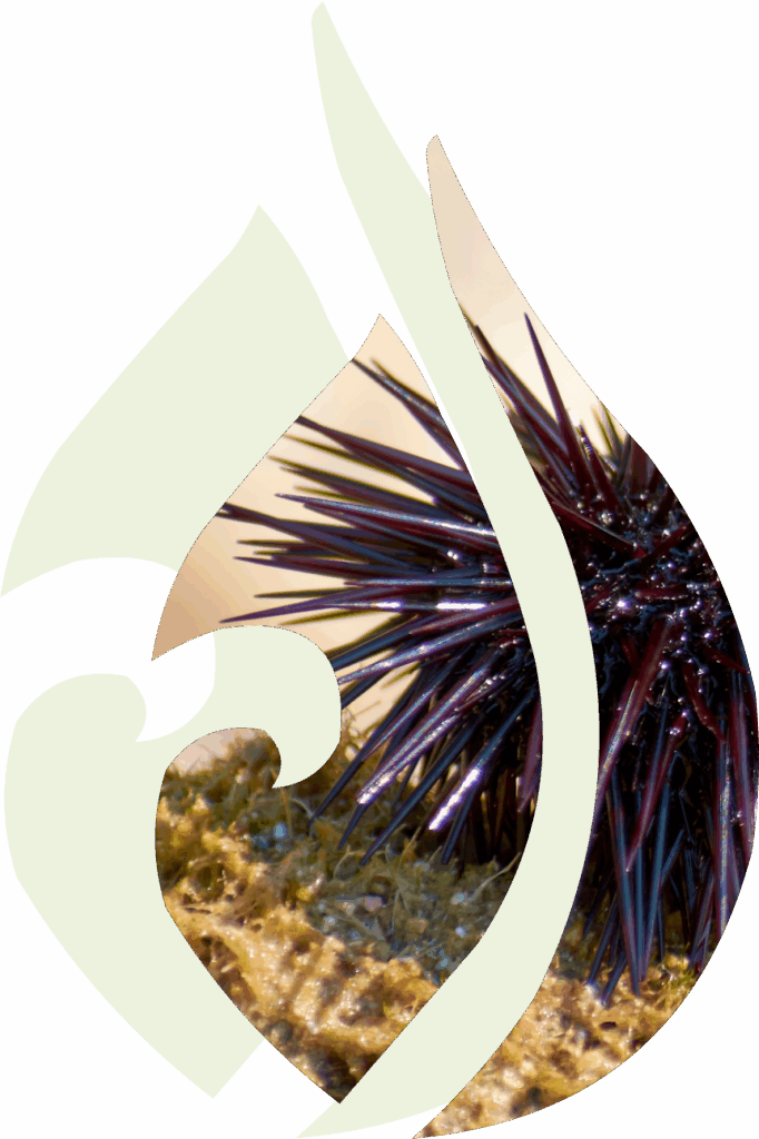 Scientific Research Marine Pollution